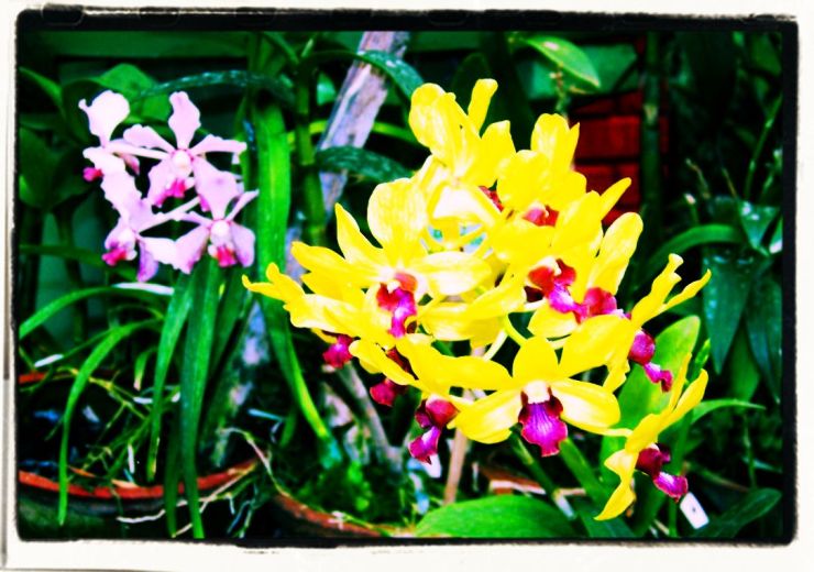 Botanische tuin (28)