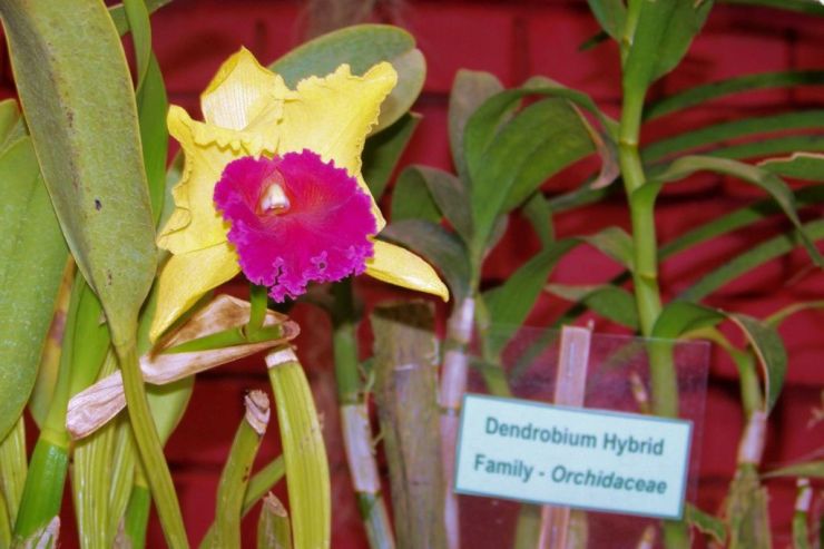 Botanische tuin (29)