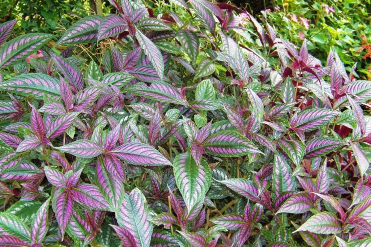 Botanische tuin (32)