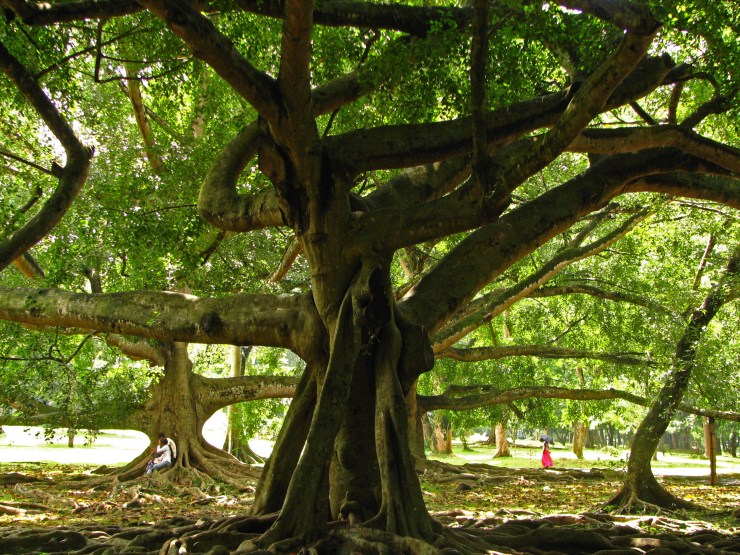 Botanische tuin (34)