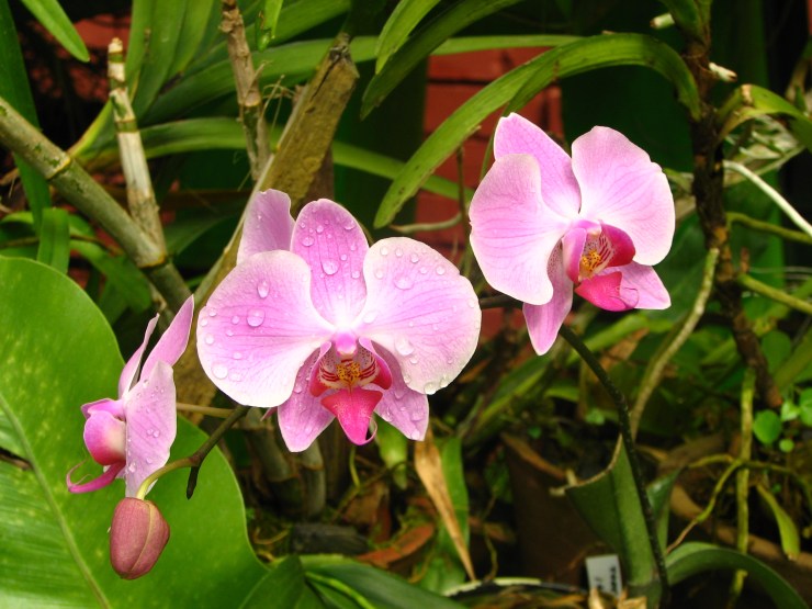 Botanische tuin (36)