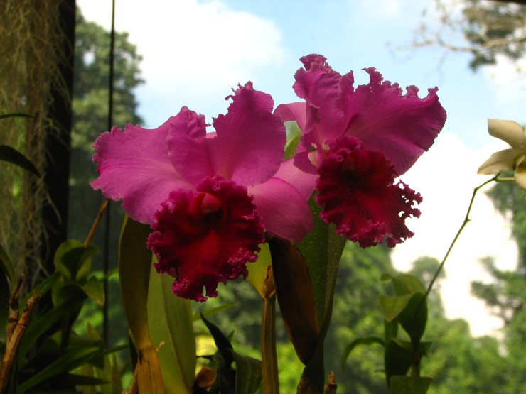 Botanische tuin (40)