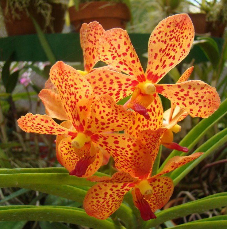 Botanische tuin (42)