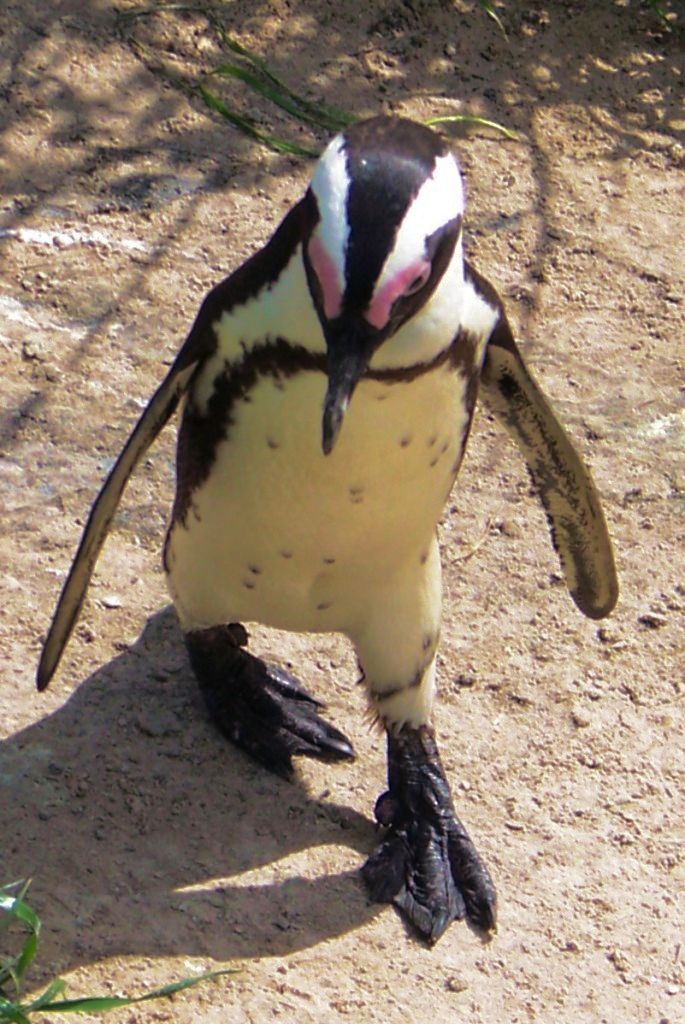 Boulders Beach (1)