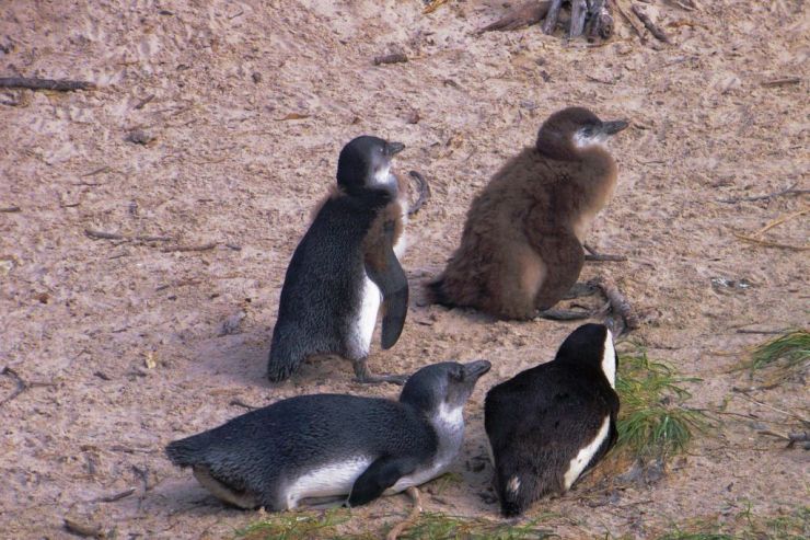 Boulders Beach (11)
