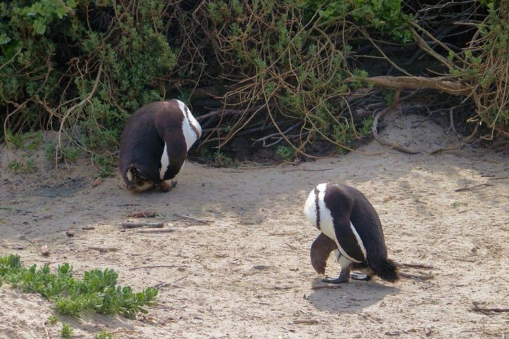 Boulders Beach (3)