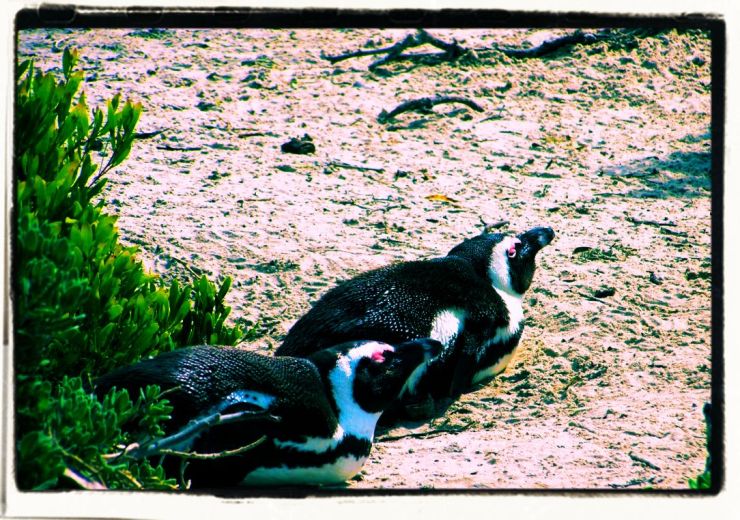 Boulders Beach (4)
