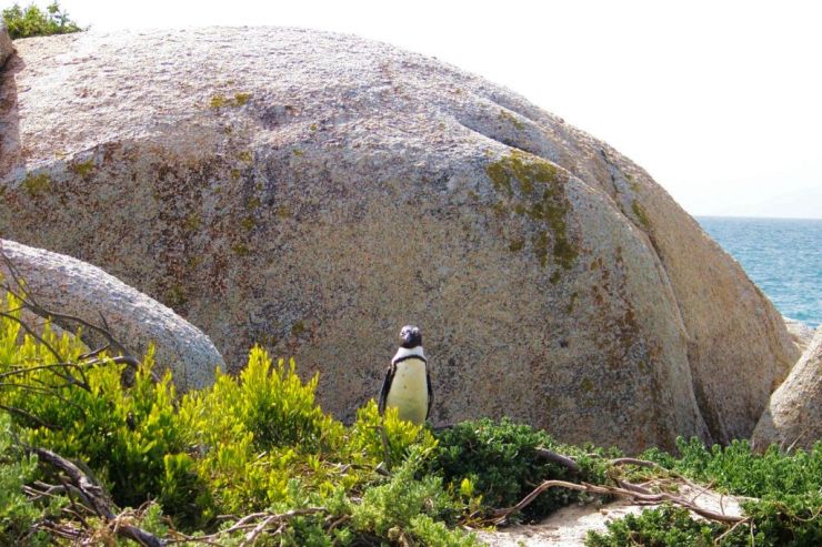 Boulders Beach (6)
