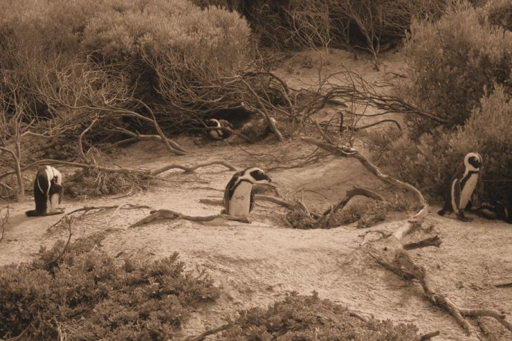 Boulders Beach (8)