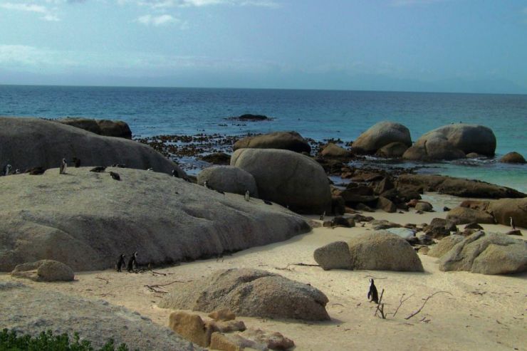Boulders Beach (9)