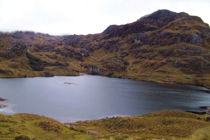 Cajas NP 01