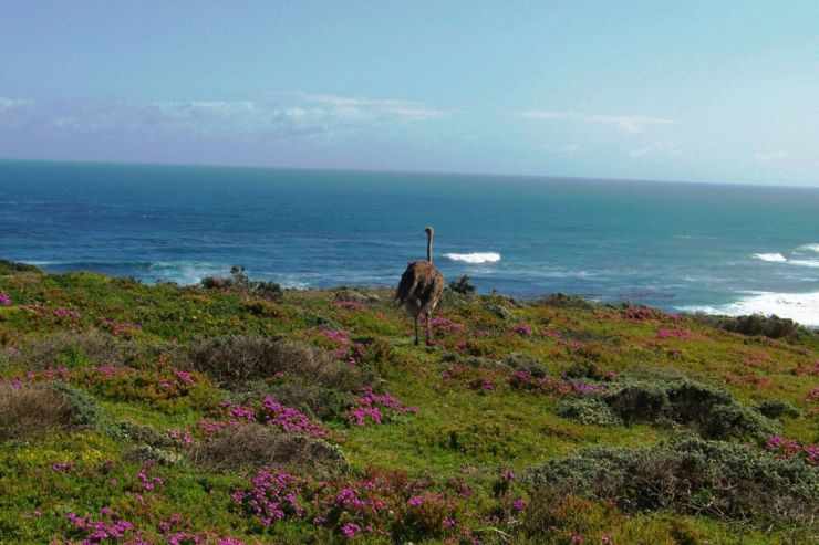 Cape of Good Hope NP 17