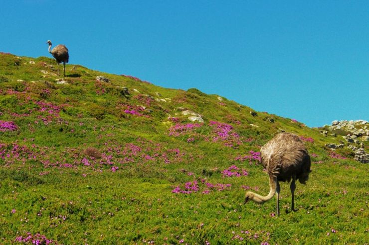 Cape of Good Hope NP 18