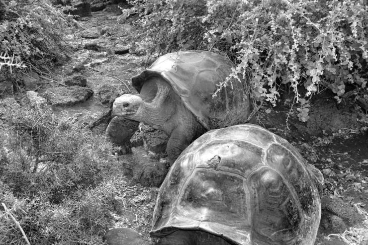 Charles Darwin Research Station (12)