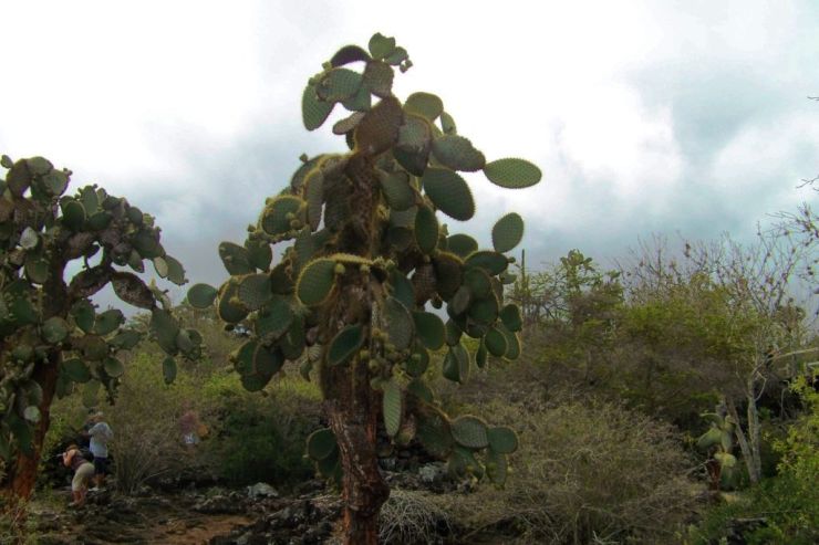 Charles Darwin Research Station (14)