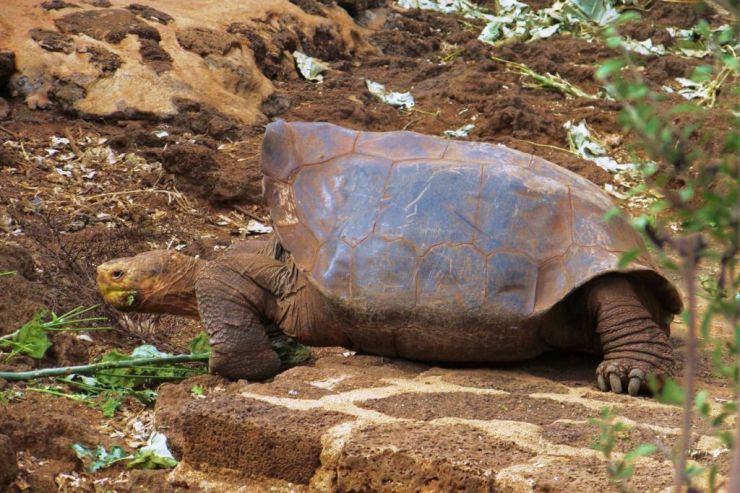 Charles Darwin Research Station (16)
