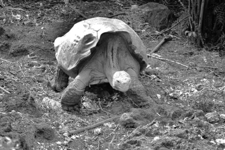 Charles Darwin Research Station (17)