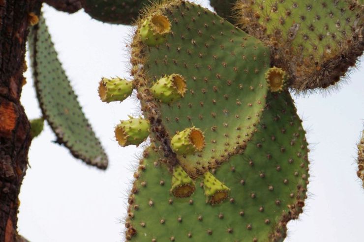 Charles Darwin Research Station (18)