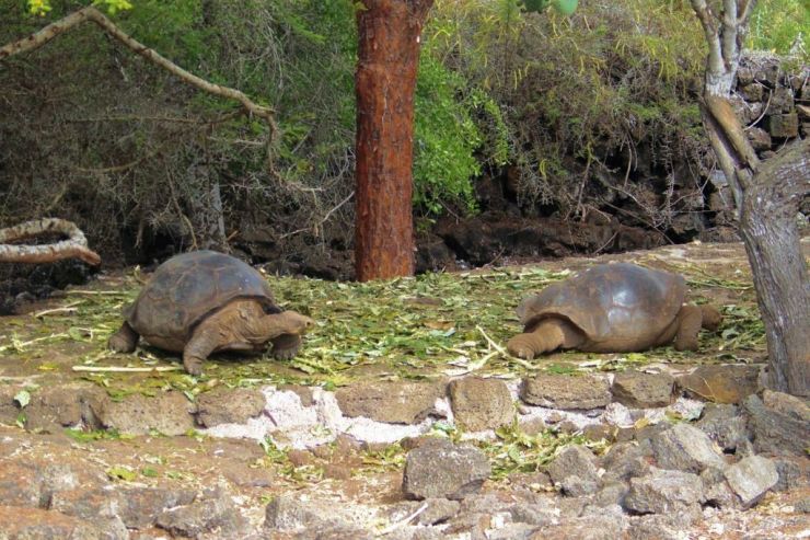 Charles Darwin Research Station (19)