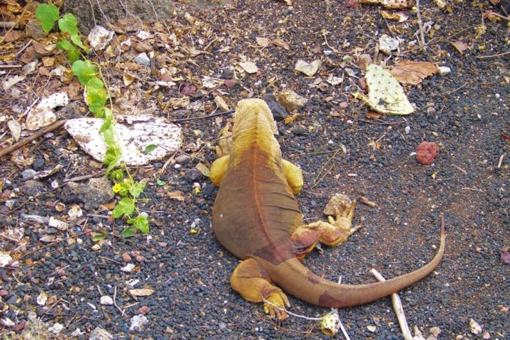 Charles Darwin Research Station (22)