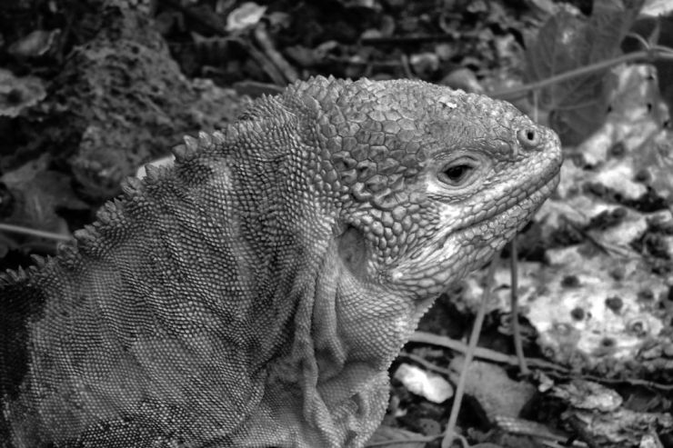 Charles Darwin Research Station (24)