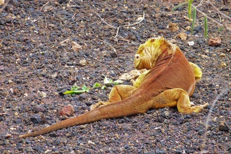 Charles Darwin Research Station (26)