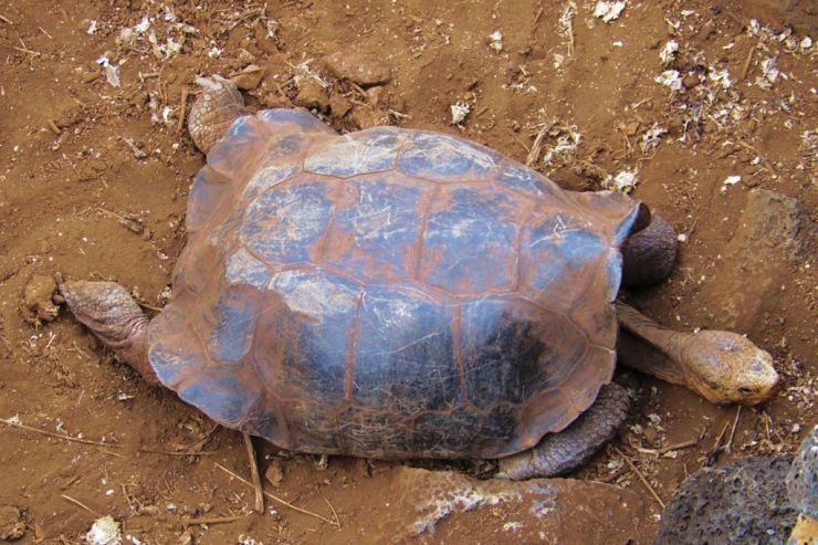 Charles Darwin Research Station (27)