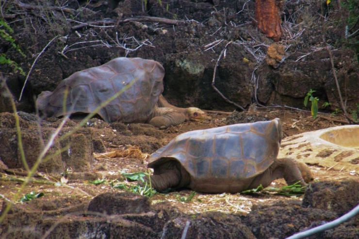 Charles Darwin Research Station (29)