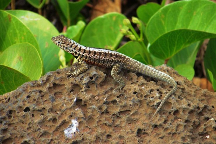 Charles Darwin Research Station (3)
