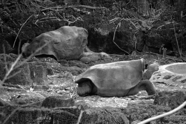 Charles Darwin Research Station (30)