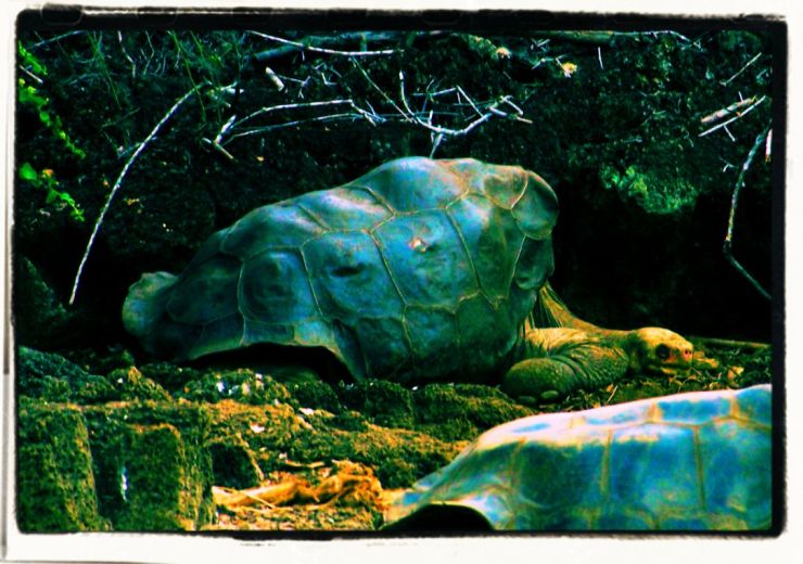 Charles Darwin Research Station (32)