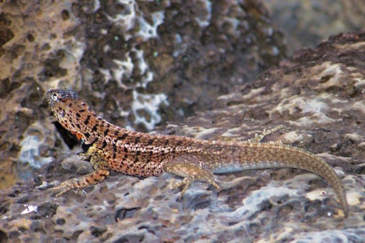 Charles Darwin Research Station (33)