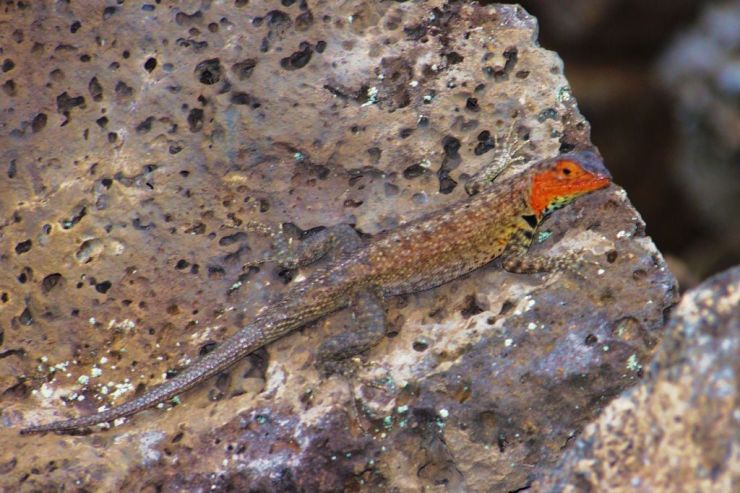 Charles Darwin Research Station (34)