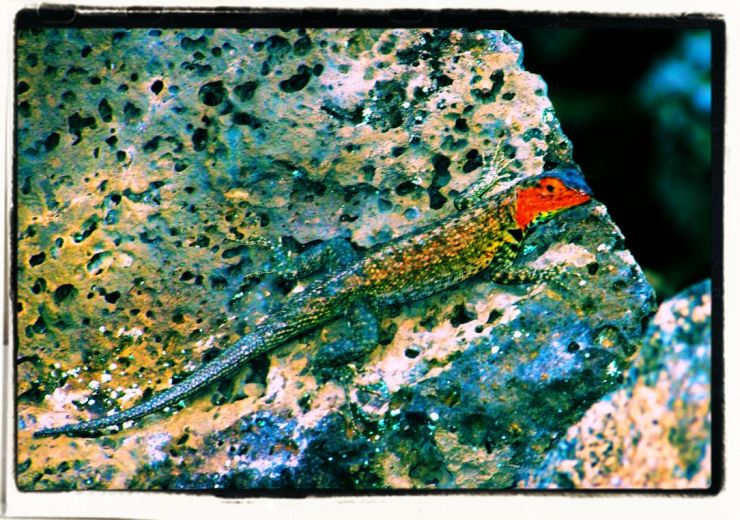 Charles Darwin Research Station (35)