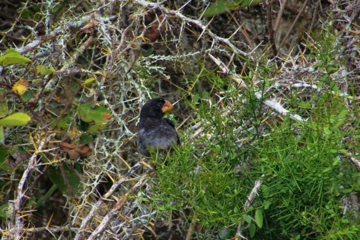 Charles Darwin Research Station (36)