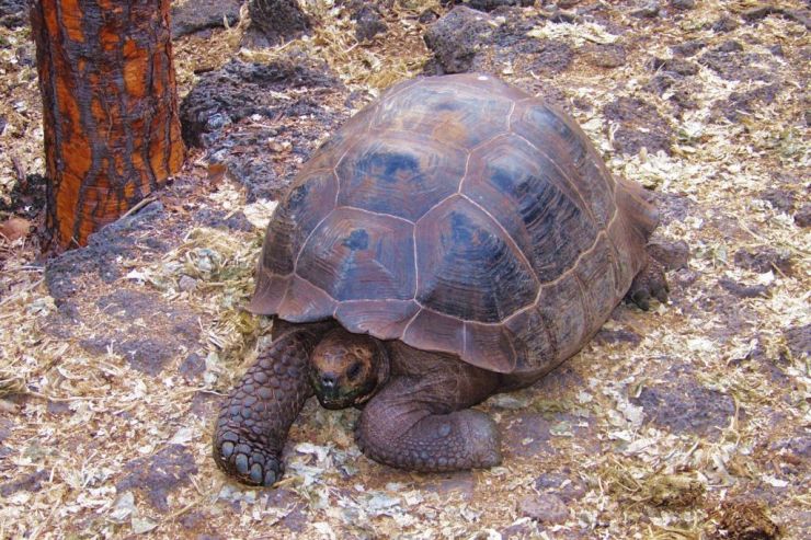 Charles Darwin Research Station (39)