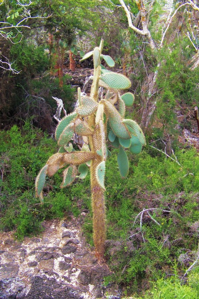 Charles Darwin Research Station (42)