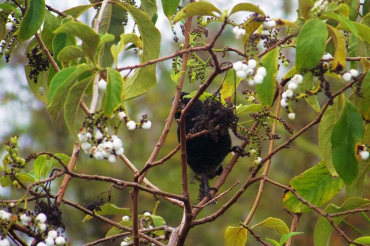 Charles Darwin Research Station (44)