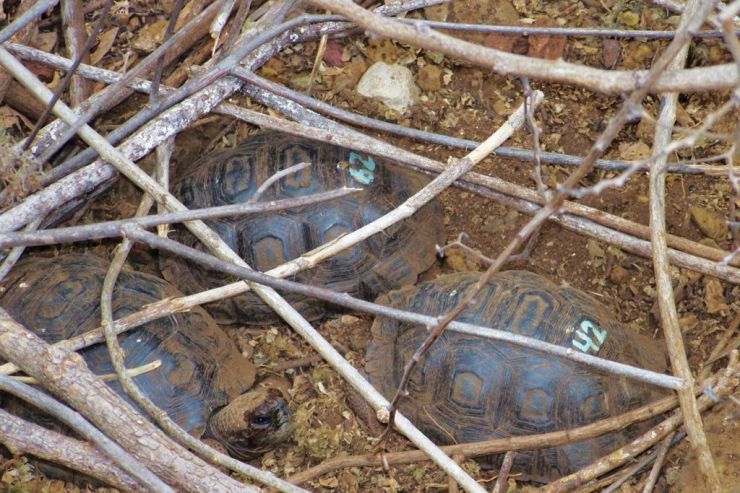 Charles Darwin Research Station (45)