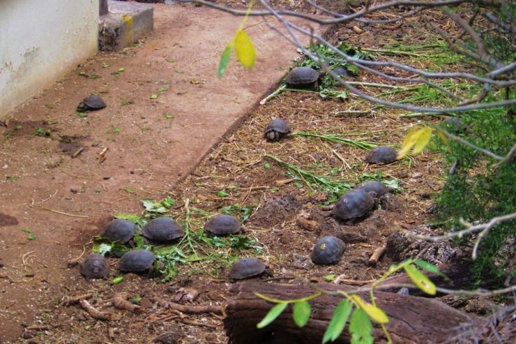 Charles Darwin Research Station (46)