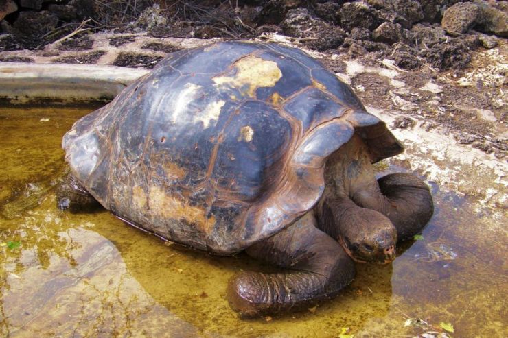 Charles Darwin Research Station (8)