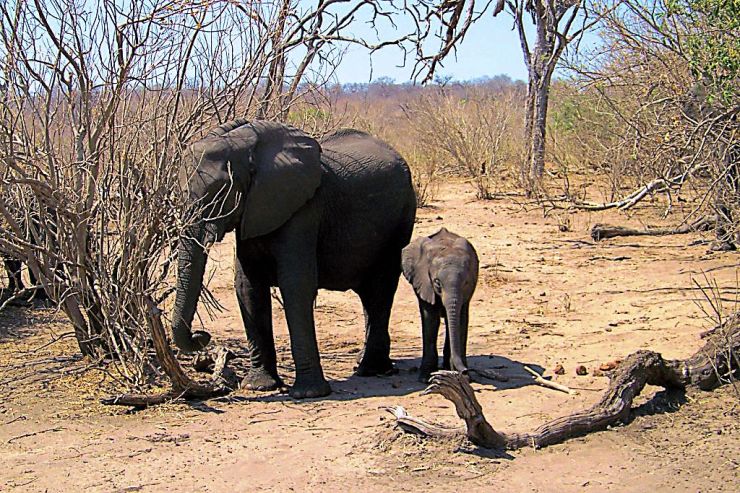 Chobe NP (12)