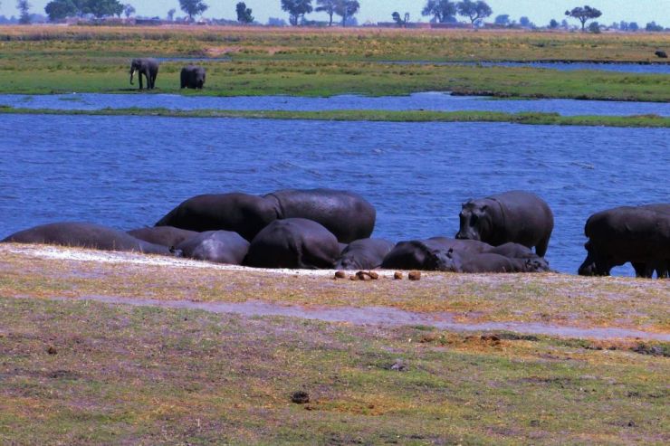 Chobe NP (26)