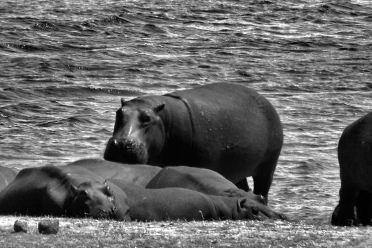 Chobe NP (28)