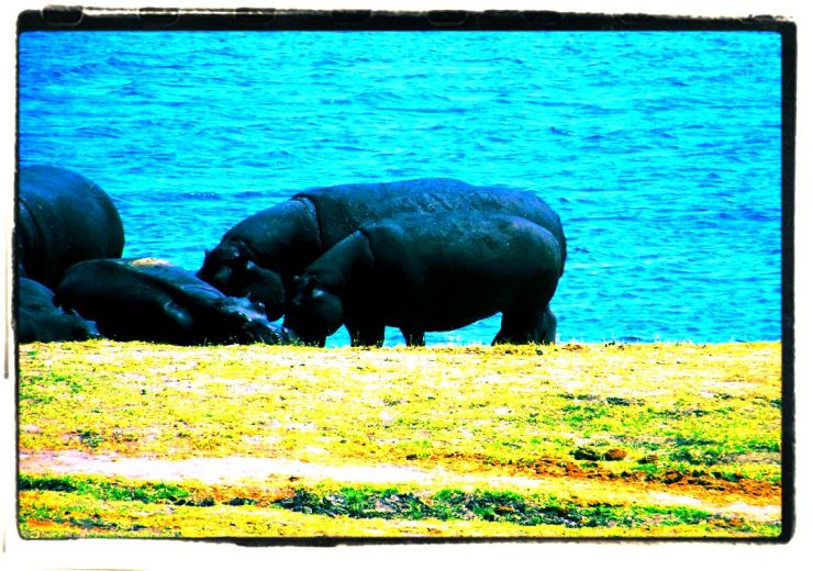 Chobe NP (29)