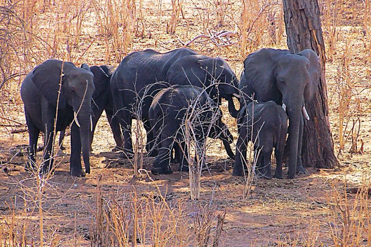 Chobe NP (4)