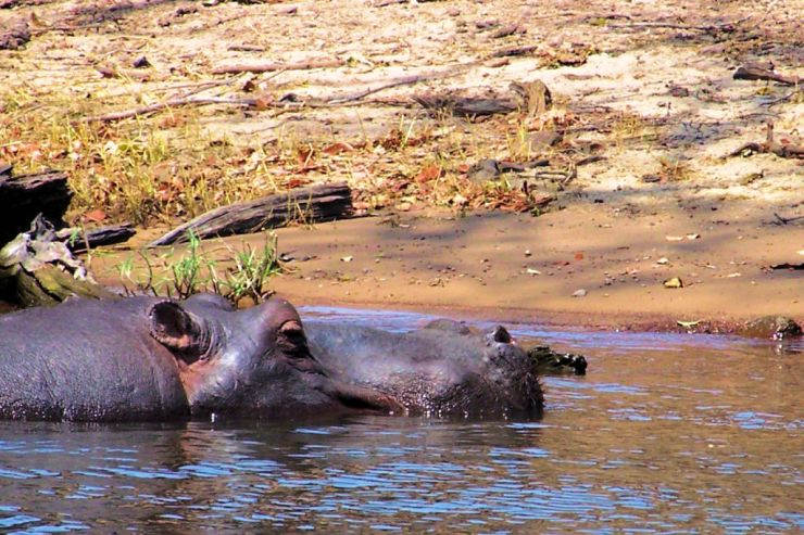 Chobe NP (46)