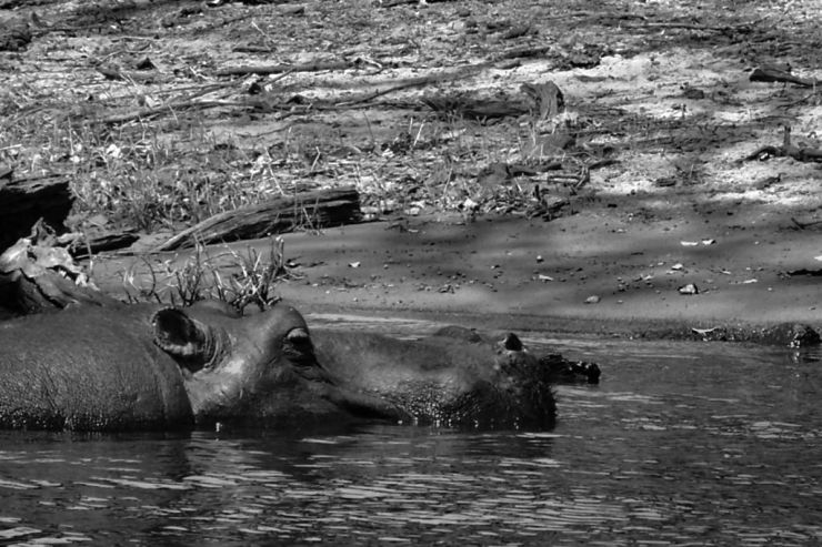 Chobe NP (47)