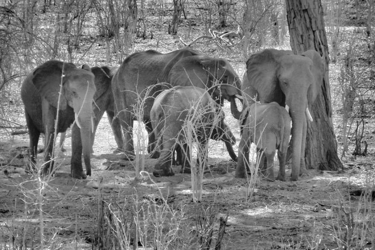 Chobe NP (5)