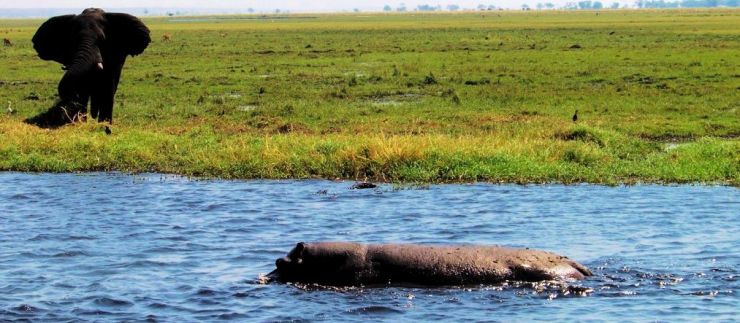 Chobe NP (50)